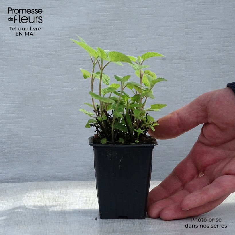 Example of Mélisse goût d'orange - Melissa officinalis ssp. altissima Godet de 7/8 cm as you get in printemps
