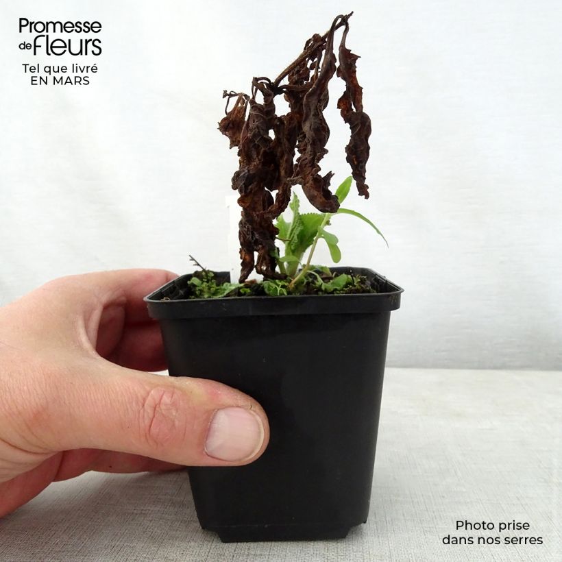 Spécimen de Mélitte - Melittis melissophyllum Godet de 8/9 cm tel que livré au printemps