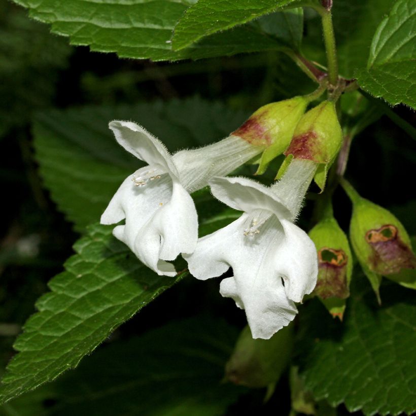 Mélitte, Melittis melissophyllum Alba (Floraison)