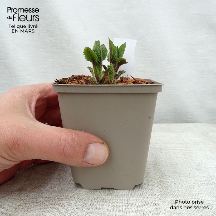 Spécimen de Mélitte - Melittis melissophyllum Royal Velvet Godet de 8/9 cm tel que livré au printemps