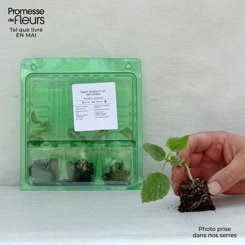 Example of Melon Anasta F1 en plants Mini-motte Ø 3/4 cm, Plant vert de 5 cm de haut environ as you get in printemps