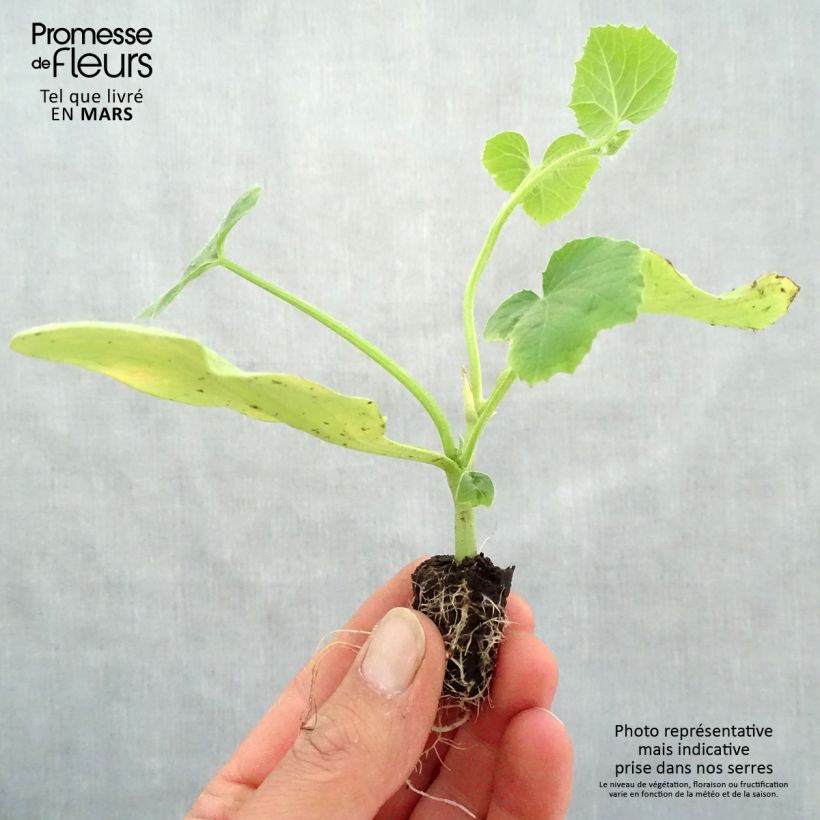 Example of Melon Cyrano F1 en plants GREFFES BIO en mini-mottes Mini-motte Ø 1,5/2,5 cm as you get in printemps
