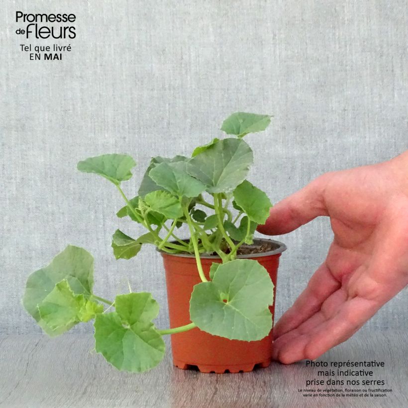 Example of Melon Cyrano F1 GREFFE en plants Godet de 8/9 cm as you get in printemps