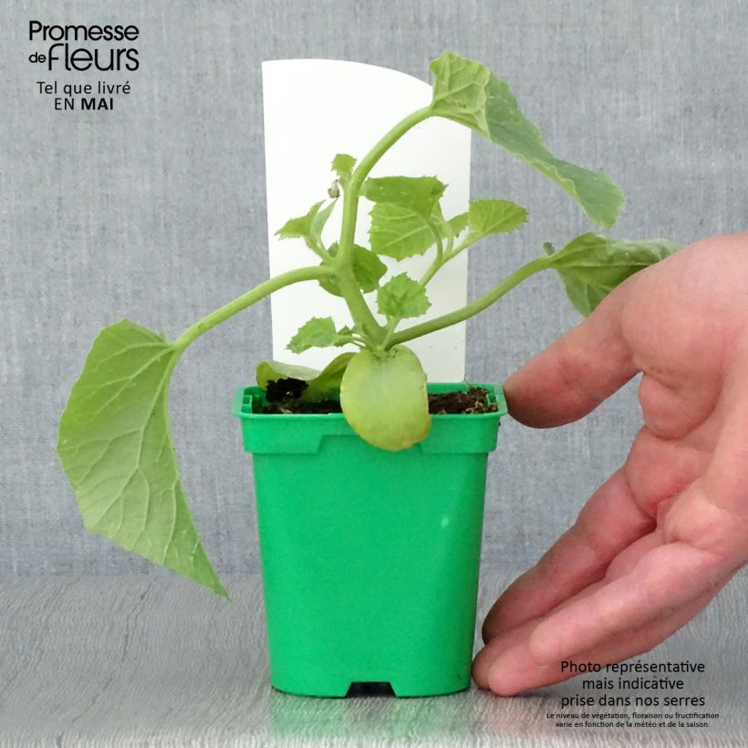 Example of Melon Mangomel F1 en plants  Pot de 10 cm/11cm as you get in printemps