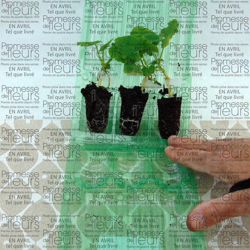 Exemple de spécimen de Melon Petit gris de Rennes en plants GREFFES - Cucumis melo Mini-motte Ø 3/4 cm, Plant greffé de 5 à 10 cm de hauteur tel que livré