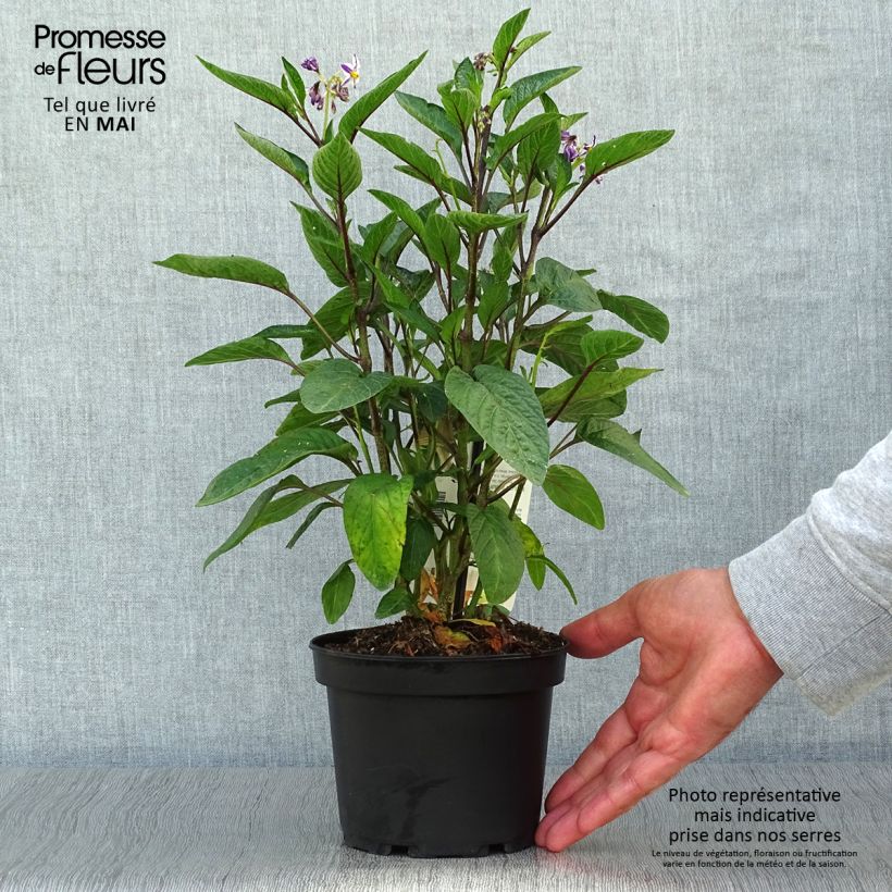 Example of Melon Poire - Pépino - Solanum muricatum Pot de 1,5L/2L as you get in printemps