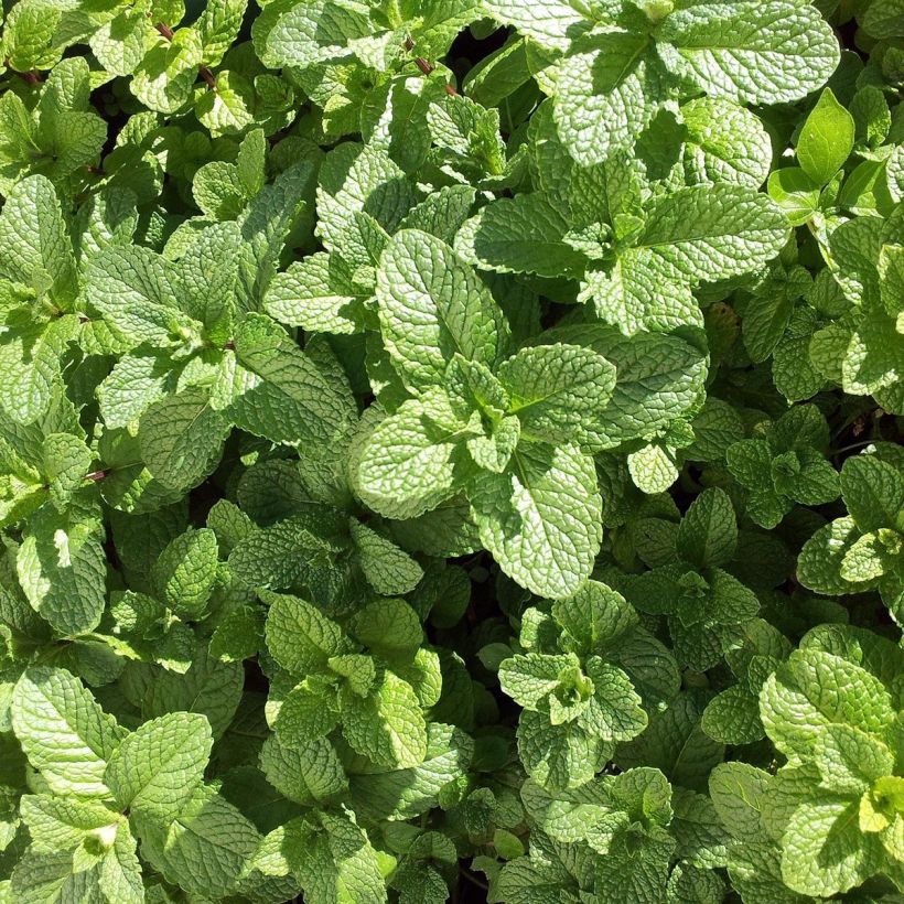 Menthe Mojito Bio - Mentha hemingwayensis en plant Bio (Foliage)