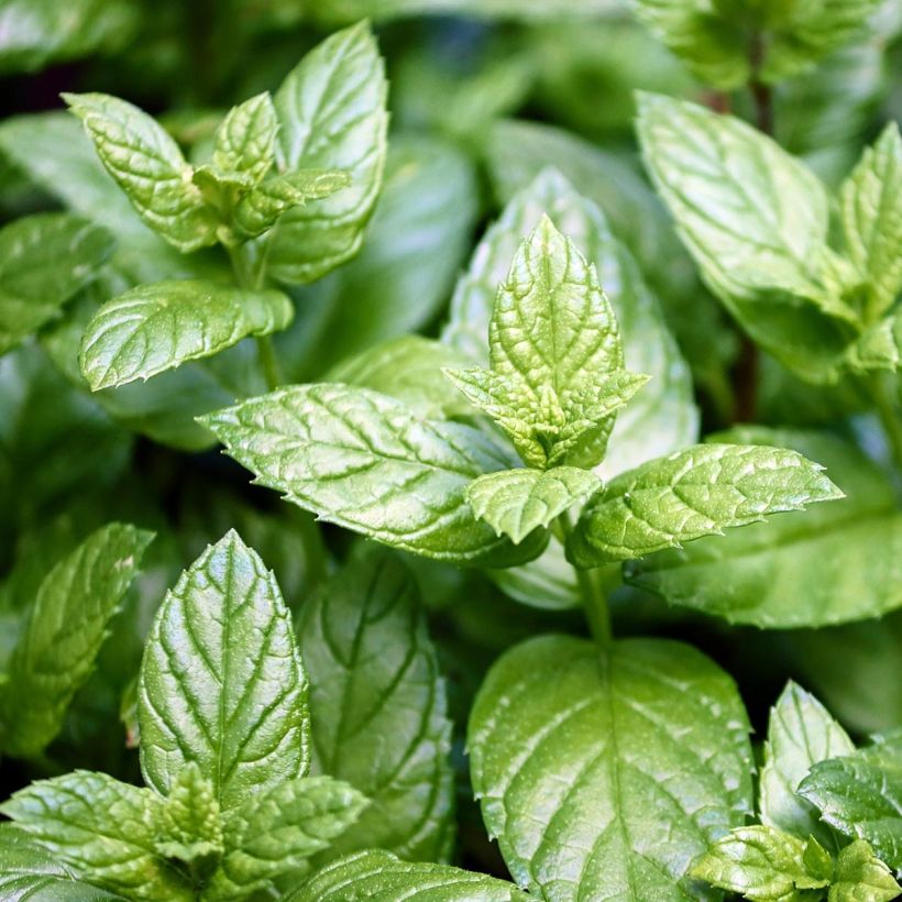 Menthe anglaise ou poivrée Citaro - Mentha piperata en plant (Foliage)