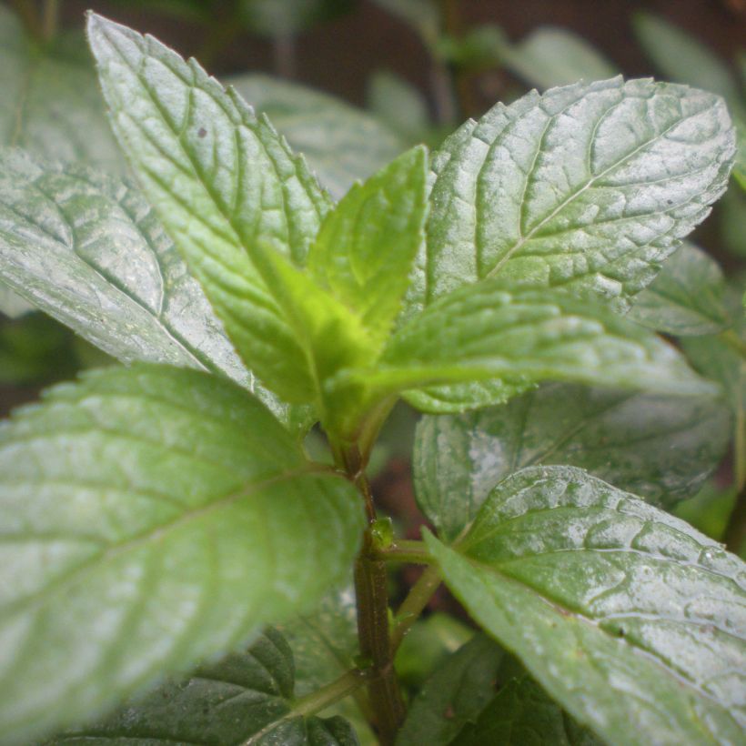 Menthe Romana Rossa BIO - Mentha piperita (Foliage)