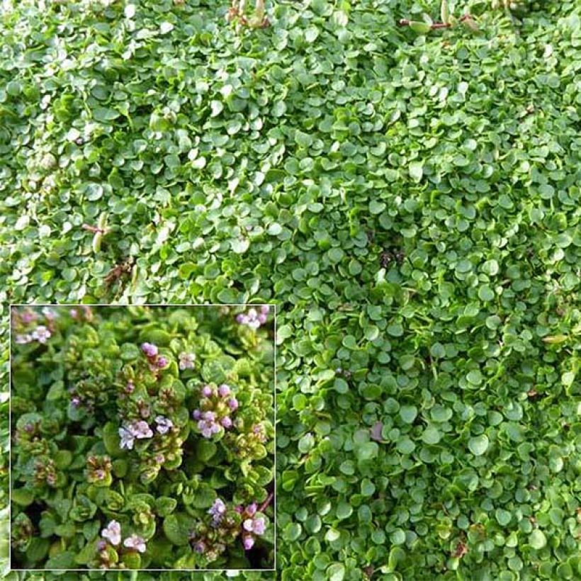 Menthe de Corse - Mentha requienii (Flowering)