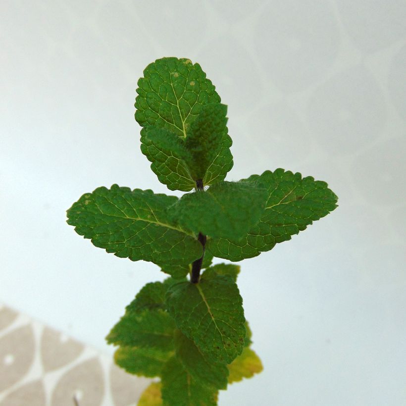 Menthe Algérienne BIO (Foliage)