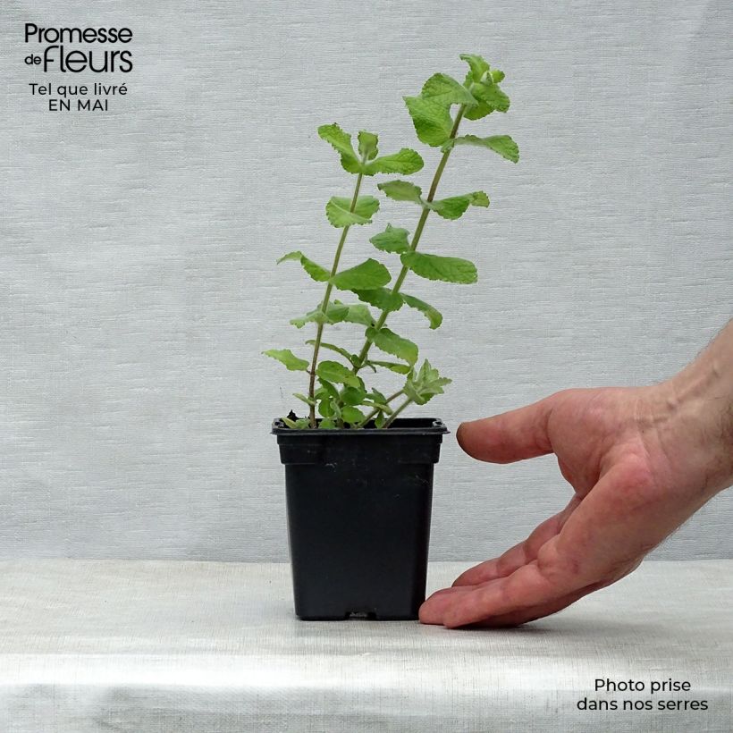 Example of Menthe Bergamote BIO - Mentha citrata Bergamote Godet de 8/9 cm as you get in printemps