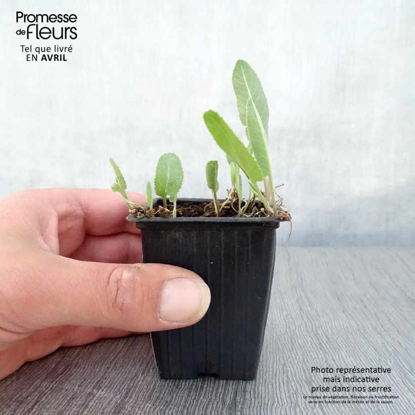 Example of Menthe Coq - Tanacetum balsamita Godet de 7/8 cm as you get in printemps