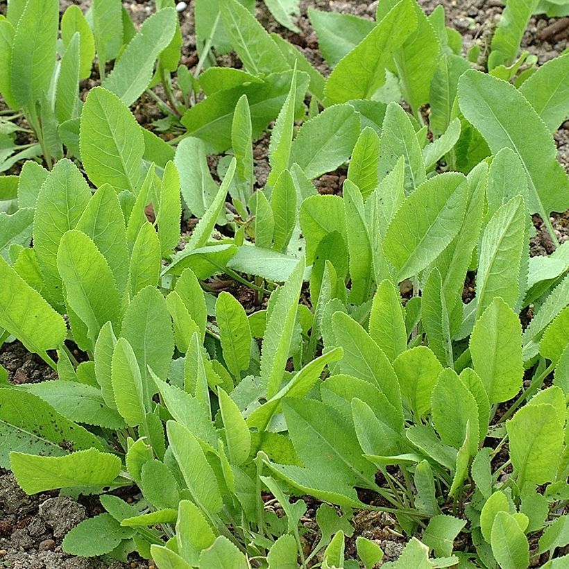 Menthe Coq - Tanacetum balsamita (Plant habit)