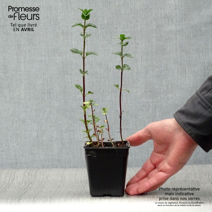 Example of Menthe Eau de Cologne BIO - Mentha citrata Eau de Cologne Godet de 7/8 cm as you get in printemps