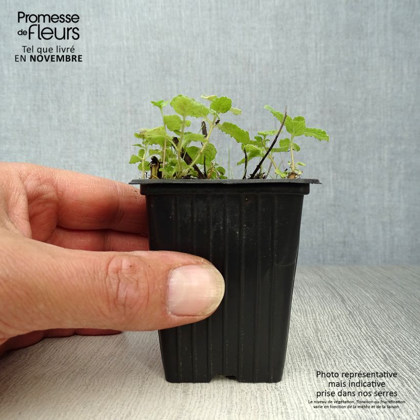 Spécimen de Menthe Fraise - Mentha spicata Strawberry Godet de 7/8 cm tel que livré en automne