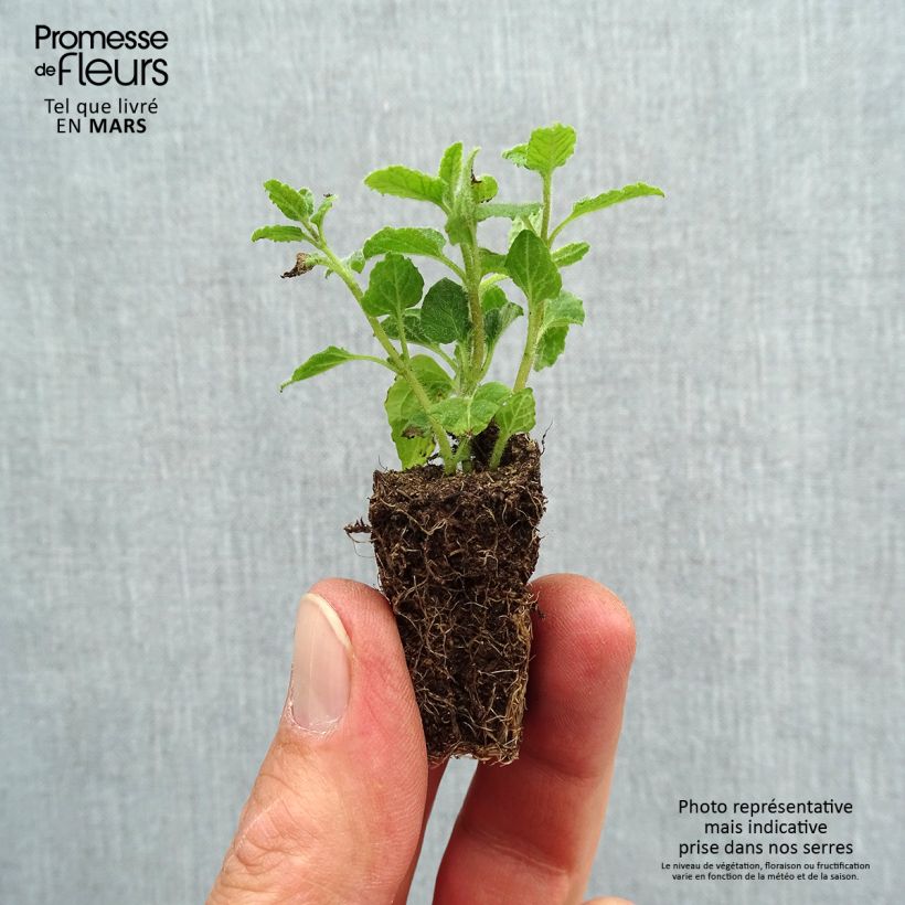 Example of Menthe Fraise BIO - Mentha spicata Strawberry Mini-motte Ø 3/4 cm as you get in printemps