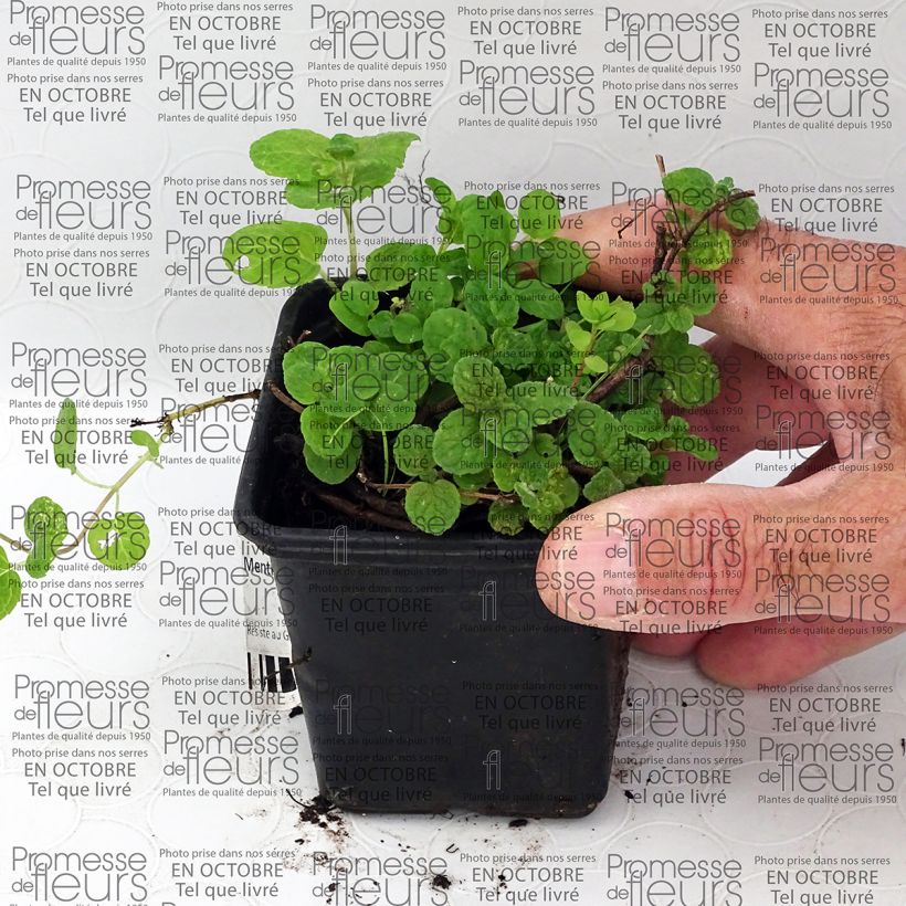 Exemple de spécimen de Menthe Gattefossei BIO - Menthe de Gattefosse Godet de 8/9 cm tel que livré