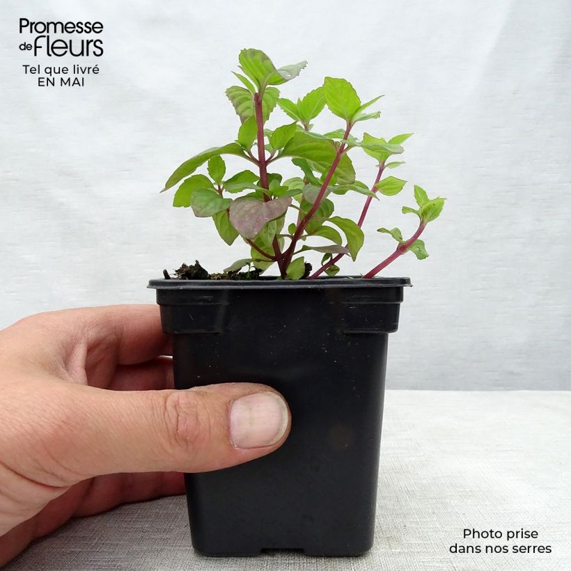 Spécimen de Menthe Gingembre BIO - Mentha piperita Ginger Godet de 7/8 cm tel que livré au printemps