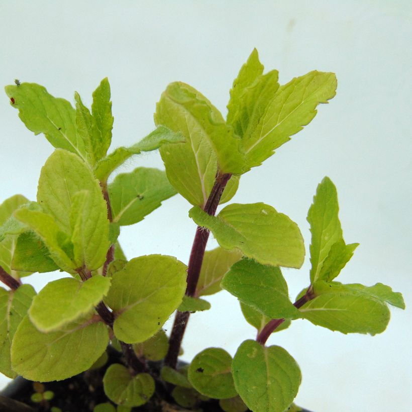 Menthe - Mentha spicata Wintergreen BIO (Foliage)