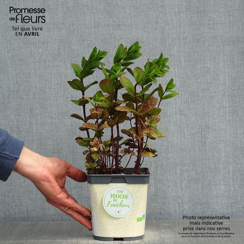 Example of Menthe Mojito Bio - Mentha hemingwayensis en plant Bio Pot de 1L/1,5L as you get in printemps