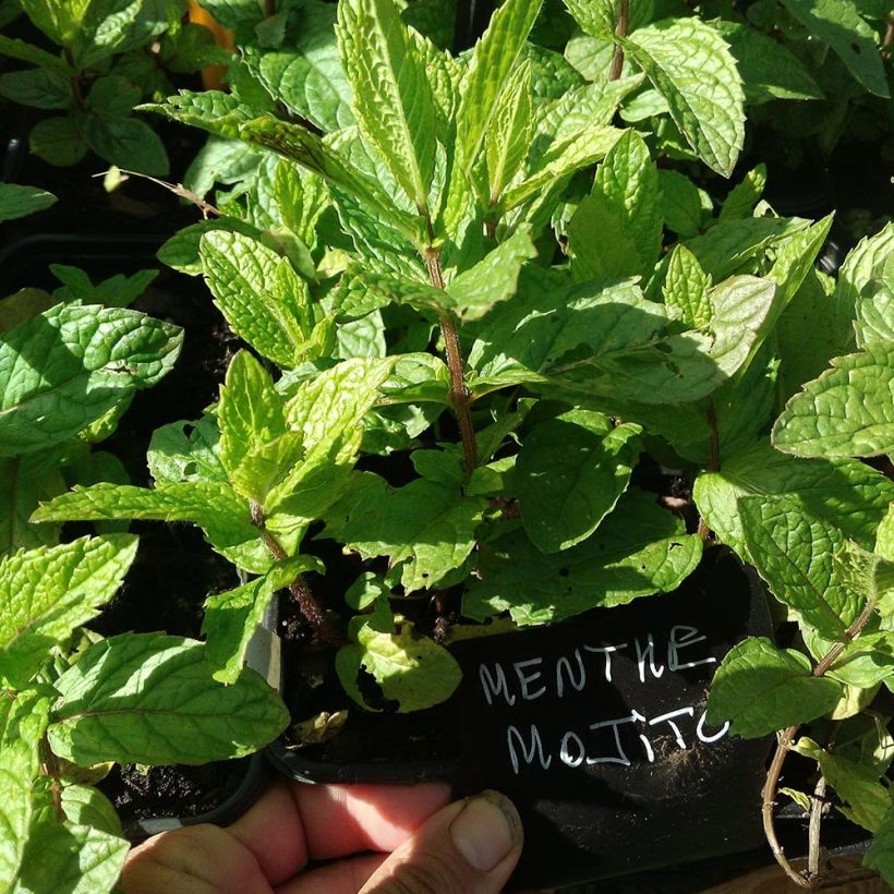 Menthe Mojito BIO - Mentha hemingwayensis (Foliage)