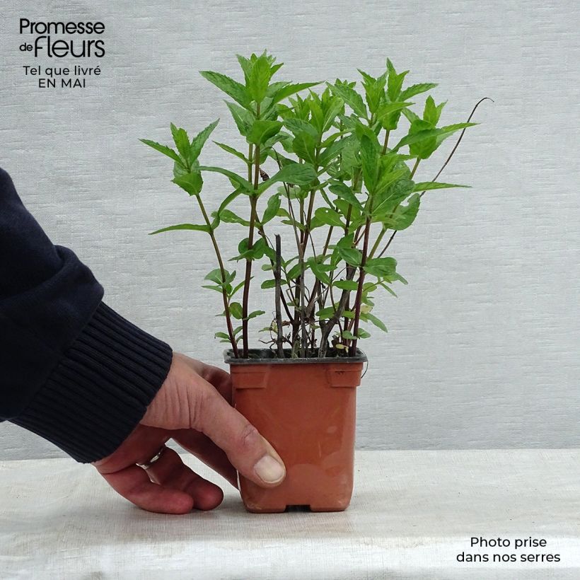 Example of Menthe Mojito BIO - Mentha hemingwayensis Godet de 7/8 cm as you get in printemps