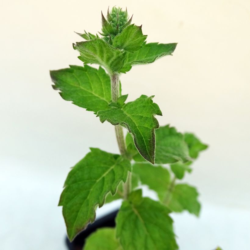 Menthe Pamplemousse BIO - Mentha citrata Grapefruit  (Foliage)