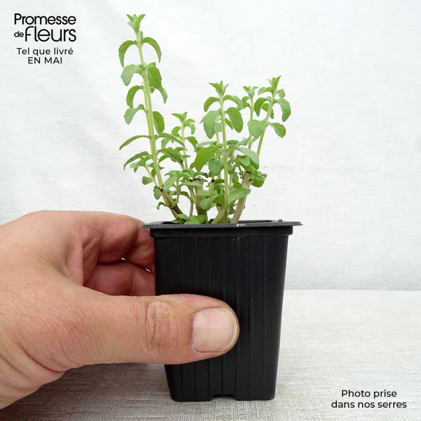 Example of Menthe Pouliot - Mentha pulegium Godet de 8/9 cm as you get in printemps