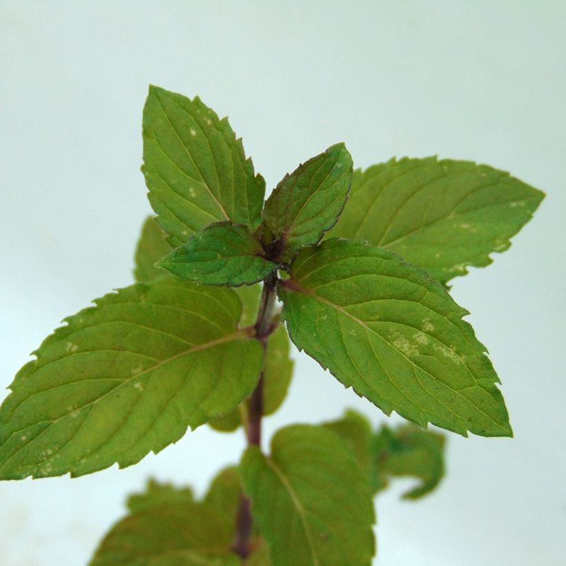 Menthe Réglisse BIO - Mentha x piperita Réglisse (Foliage)