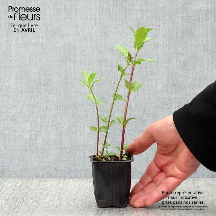 Example of Menthe Russe BIO - Mentha spicata Russe Godet de 7/8 cm as you get in printemps