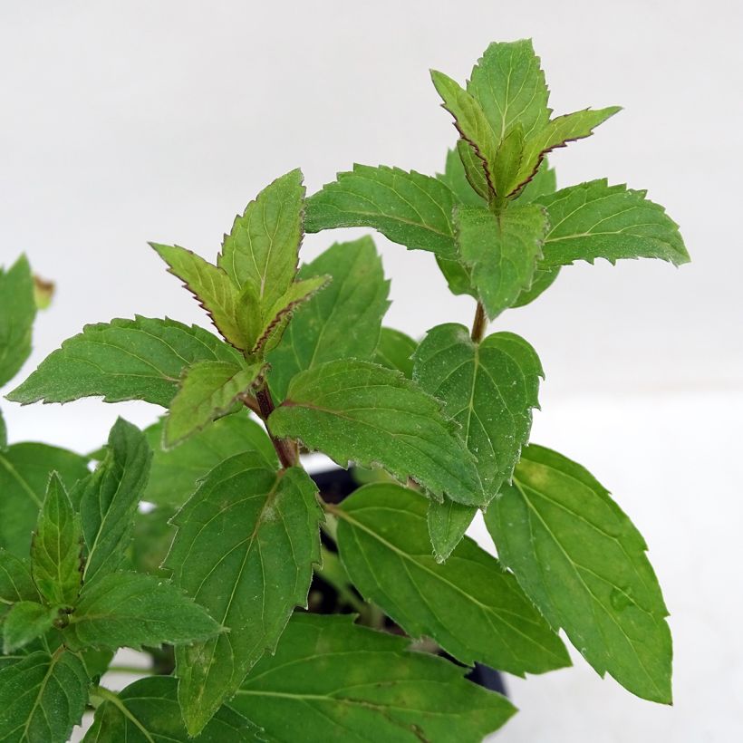 Menthe Russe BIO - Mentha spicata Russe (Foliage)