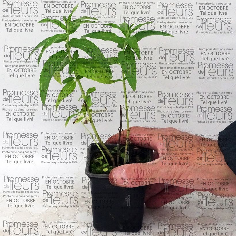 Example of Menthe africaine BIO - Mentha capensis Godet de 8/9 cm as you get