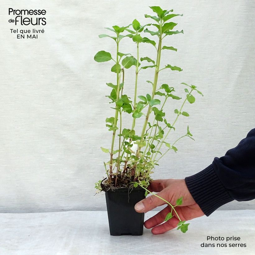 Example of Menthe aquatique - Mentha aquatica Godet de 8/9 cm as you get in printemps