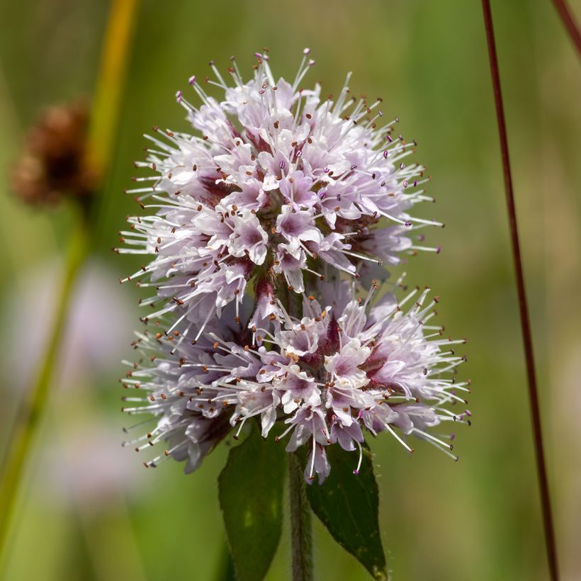 Menthe aquatique - Mentha aquatica (Flowering)