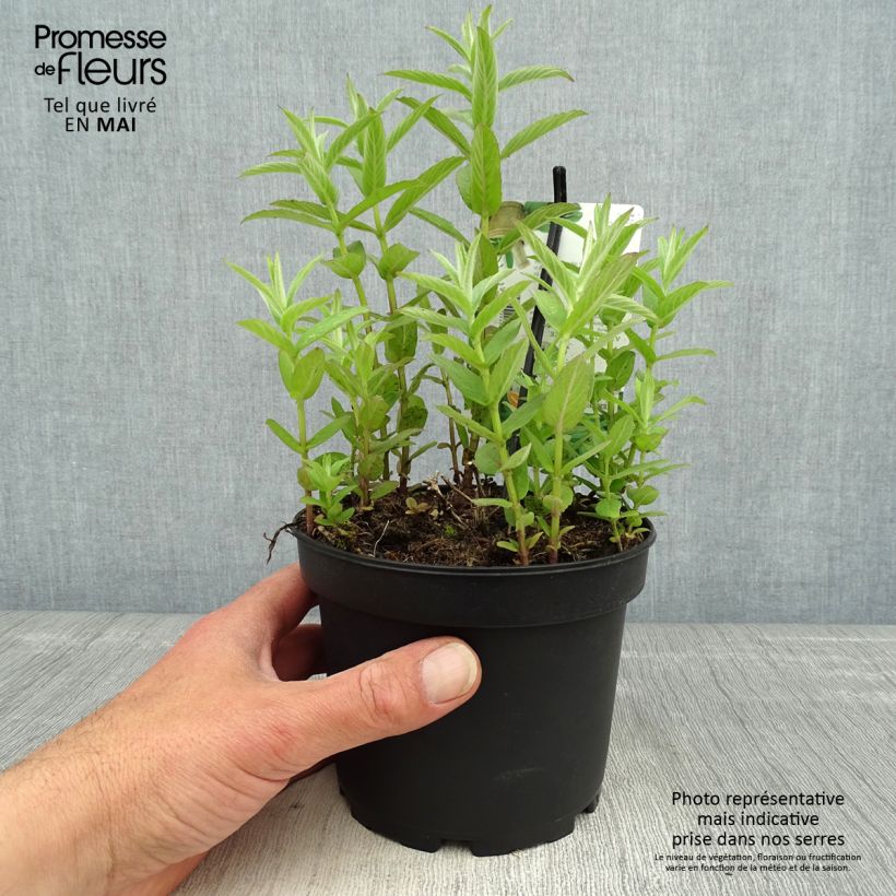 Example of Menthe asiatique - Mentha asiatica asian Pot de 1,5L/2L as you get in printemps