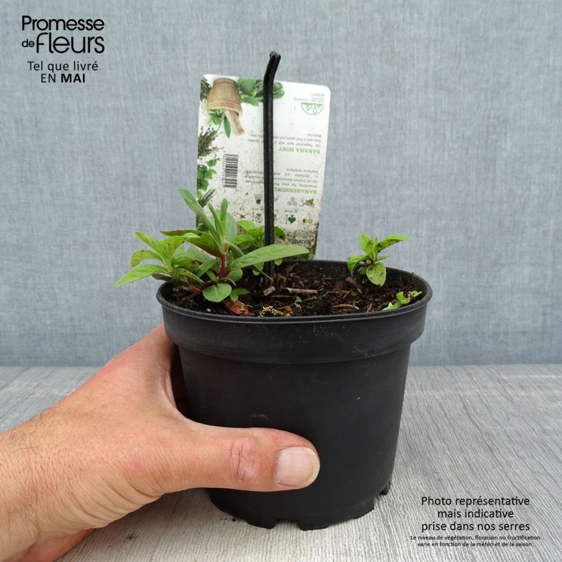 Example of Menthe banane - Mentha arvensis Banana  Pot de 1,5L/2L as you get in printemps