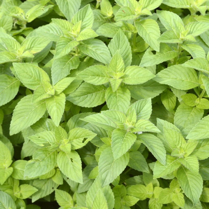 Menthe banane - Mentha arvensis Banana  (Foliage)