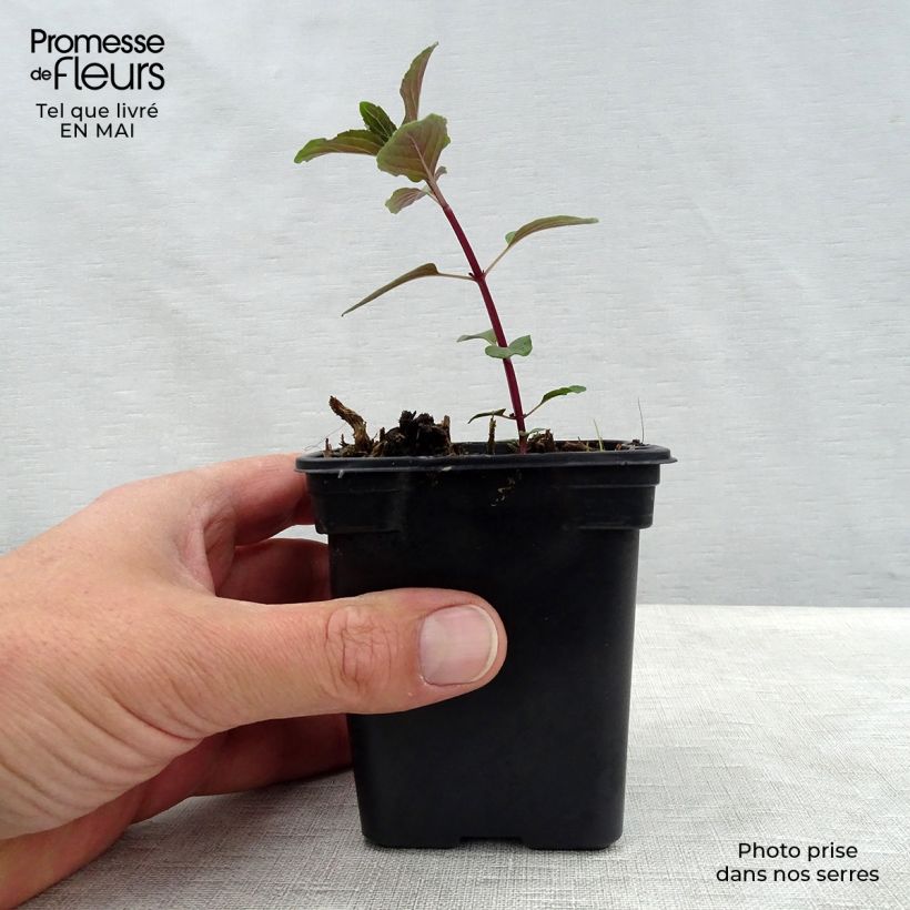 Example of Menthe chocolat - Mentha x piperita schocominze Godet de 8/9 cm as you get in printemps