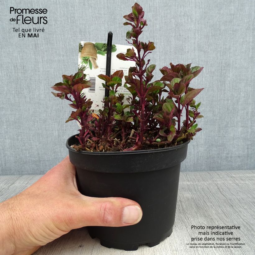 Example of Menthe chocolat - Mentha x piperita schocominze Pot de 1,5L/2L as you get in printemps