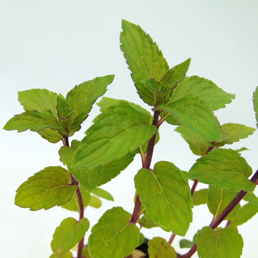 Menthe chocolat - Mentha x piperita schocominze (Foliage)