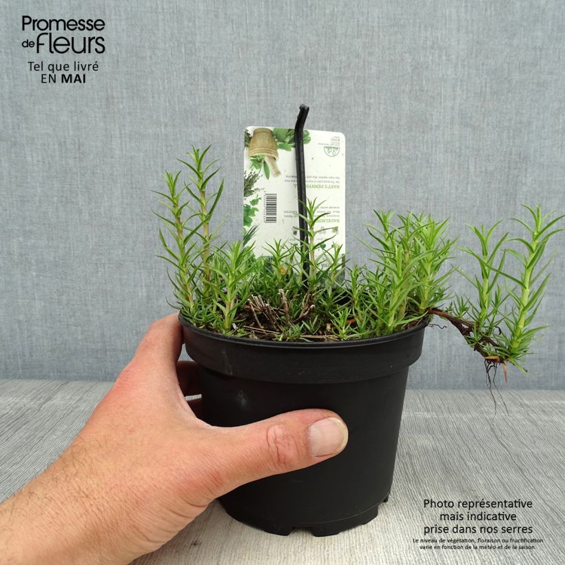 Example of Menthe des Cerfs - Mentha cervina Pot de 1,5L/2L as you get in printemps