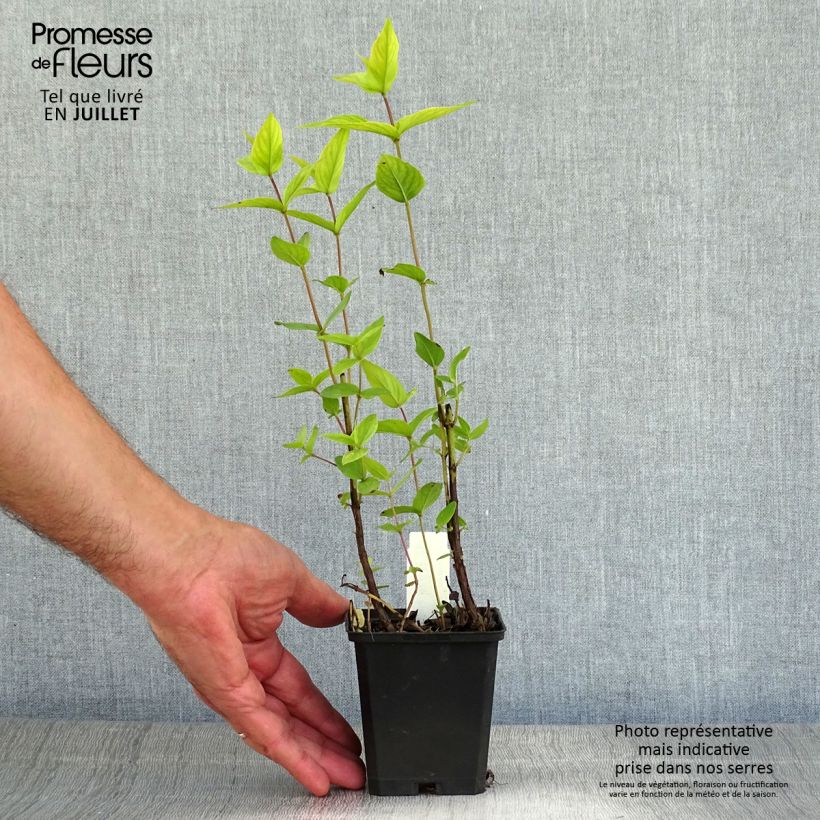 Spécimen de Menthe des montagnes - Pycnanthemum muticum Godet de 8/9 cm tel que livré en été