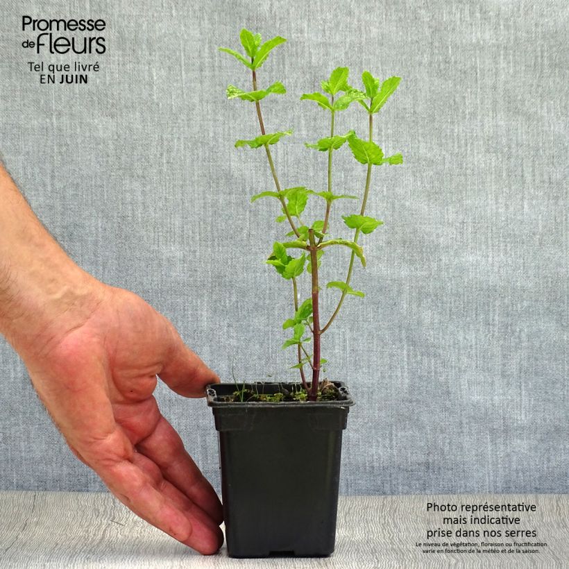 Spécimen de Menthe espagnole en plants BIO Godet de 8/9 cm tel que livré en été