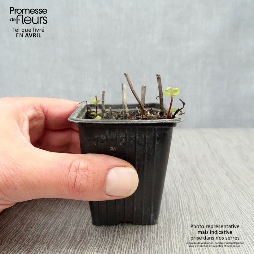 Example of Menthe espagnole en plants BIO Godet de 8/9 cm as you get in printemps