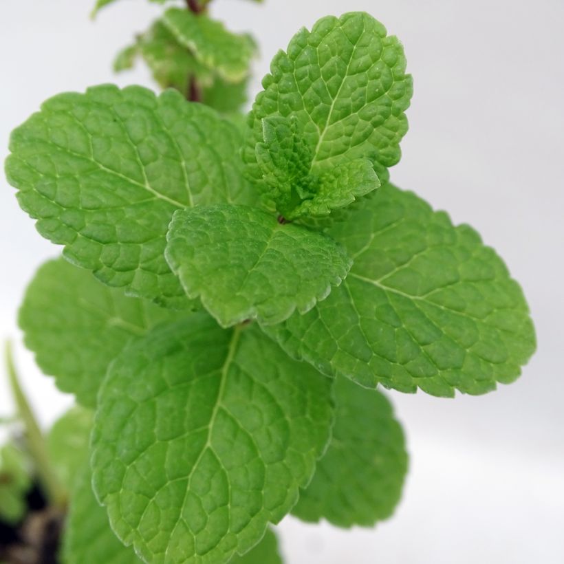 Menthe espagnole - Mentha spicata Spanish (Foliage)