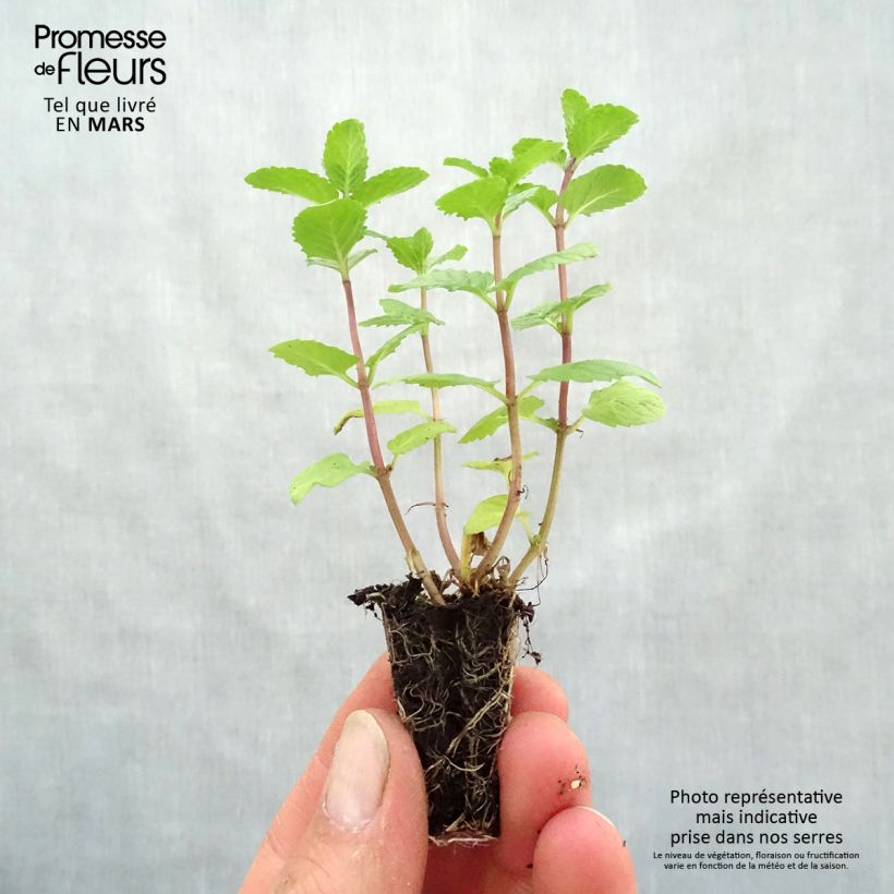 Example of Menthe espagnole en plants BIO Mini-motte Ø 3/4 cm, LIvré en hauteur de 5 à 10 cm as you get in printemps