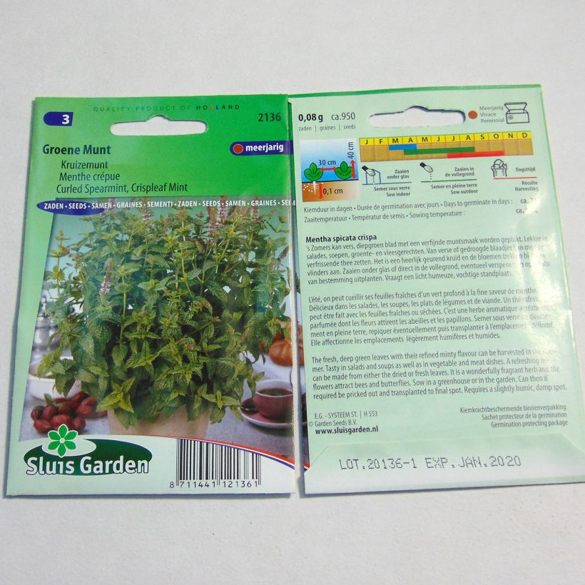 Exemple de spécimen de Menthe frisée ou crépue - Mentha spicata Crispa le sachet de 1800 graines environ tel que livré