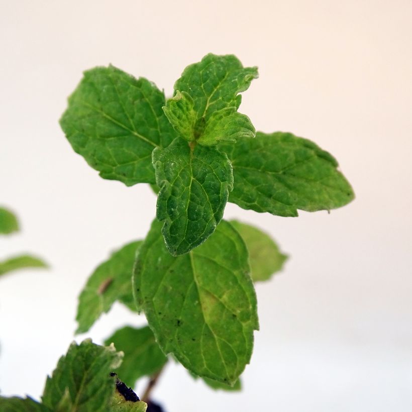 Menthe frisée ou crépue BIO - Mentha spicata Crispa (Foliage)