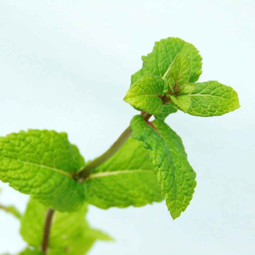Menthe marocaine - Mentha spicata Nannah (Foliage)